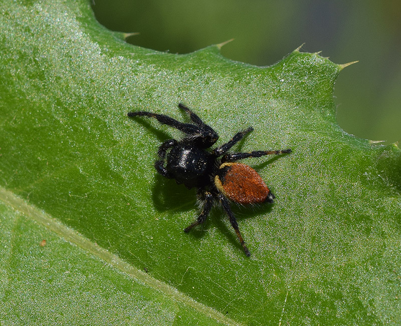 Carrhotus xanthogramma - Viadana (MN)